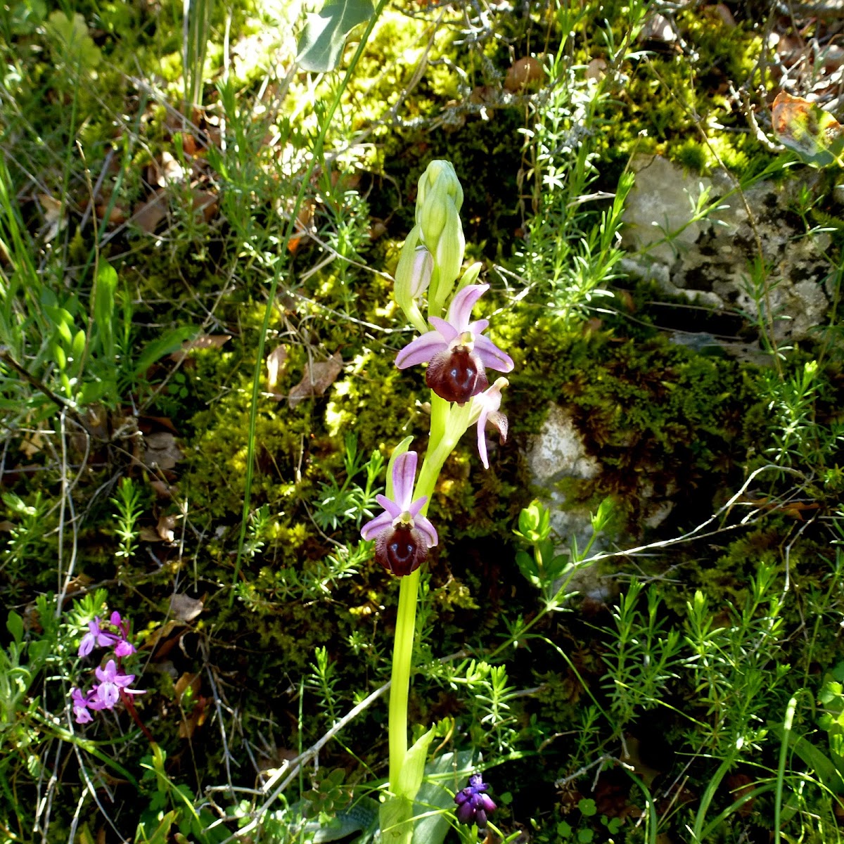 Argolian Bee Orchid