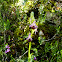 Argolian Bee Orchid