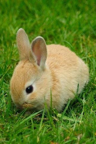 【免費娛樂App】Cute Rabbits live wallpaper-APP點子