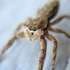 Tan jumping spider