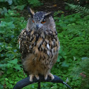 Eurasian eagle-owl