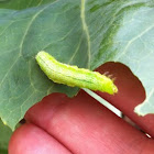 Cabbage White Caterpillar