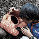 Rafflesia arnoldi