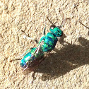 Cuckoo wasp