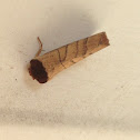 Yellow-necked caterpillar moth/Datana moth.