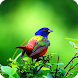 3D Bird Sounds