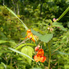 Jewelweed or Touch-me-nots