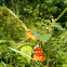 Jewelweed or Touch-me-nots