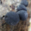 Spherical Stalked Fungi