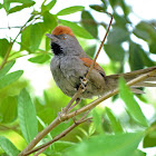 Spix's Spinetail