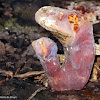 Reishi or Lingzhi mushroom