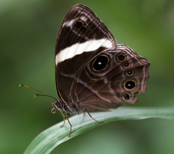 Banded Treebrown | Project Noah