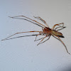 Long-spur Garden Sac Spider