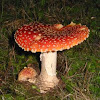 Fly agaric