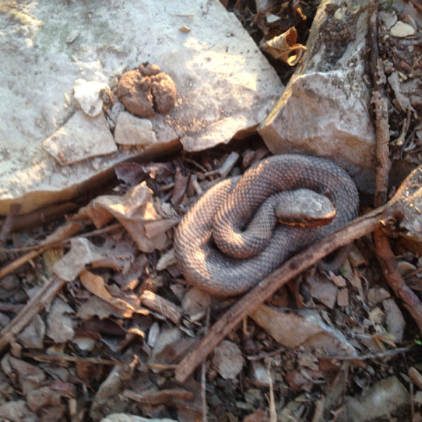 Western cottonmouth Project Noah