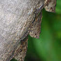 Proboscis Bat