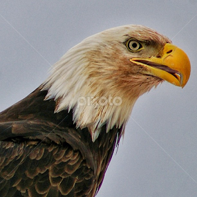Go vegan? I don't think so. by Todd Bellamy - Animals Birds