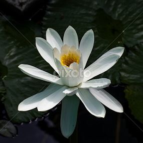 by Vishwas Watwe - Flowers Single Flower