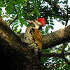 lesser golden-backed woodpecker