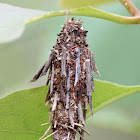 Messy-sticks Case Moth