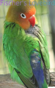 Nice Birds 2 FREE - náhled