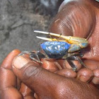 Mangrove fiddler crab