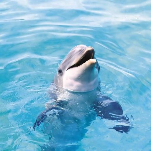 Funny Dolphin Live Wallpaper