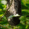Asian Dwarf Honey Bee