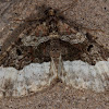 White-banded Toothed Carpet