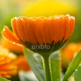 by Shakil Ahmed - Flowers Flower Gardens