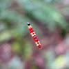 Striped Sawfly Larva