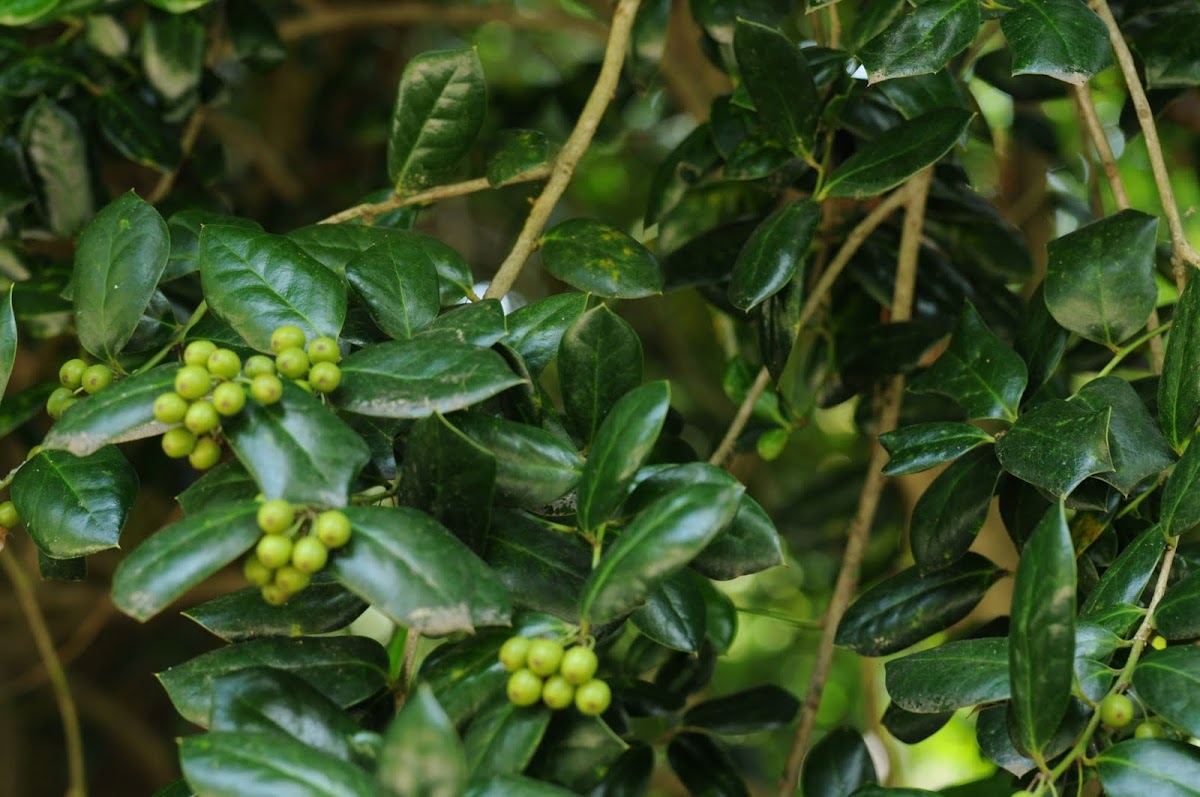 Holly with green berries