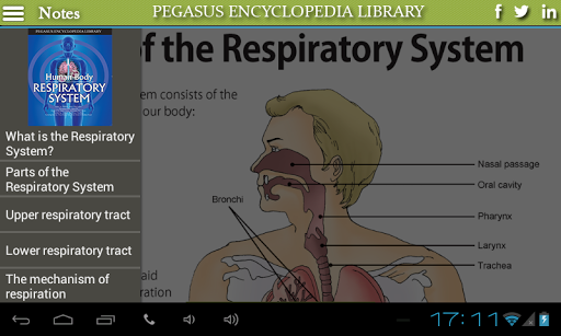 Respiratory System