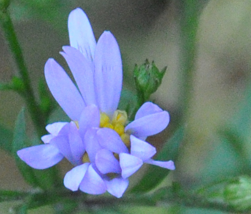 Purple-stemmed Aster