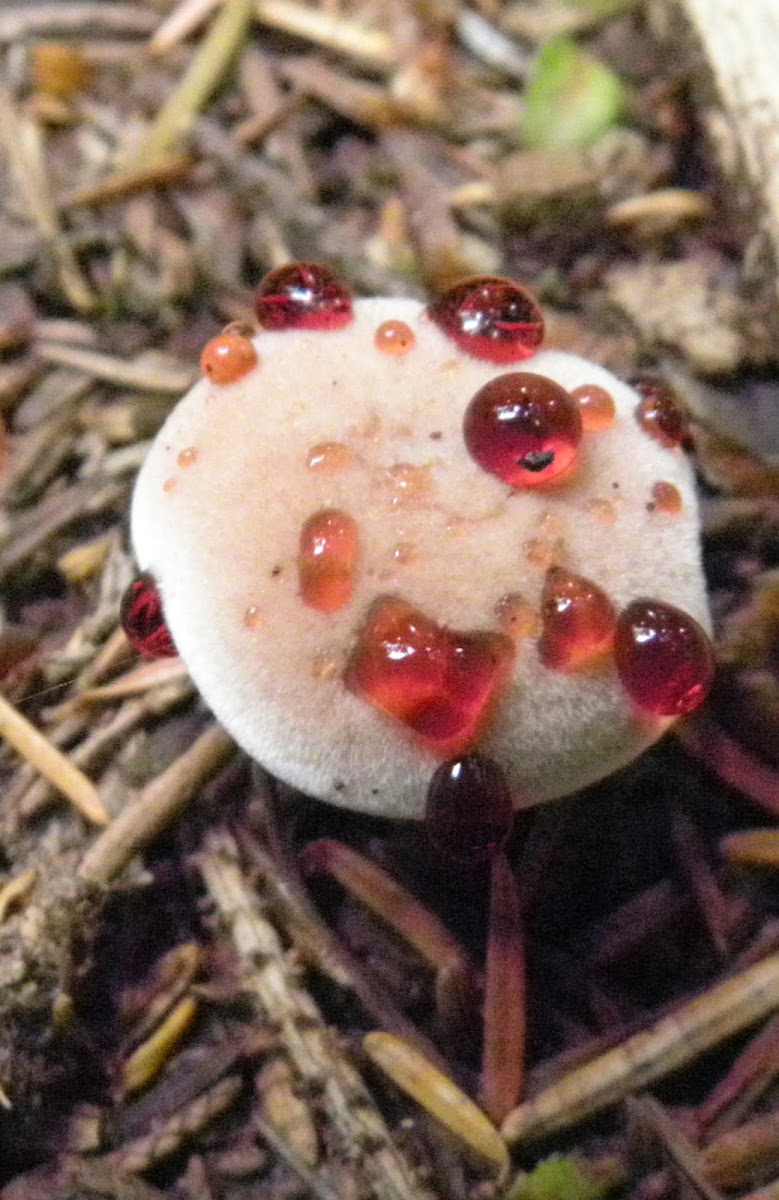 bloody tooth mushroom