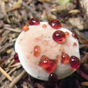 bloody tooth mushroom