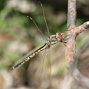 Tau Emerald Dragonfly