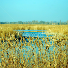 by Almajanu Marcel - Landscapes Prairies, Meadows & Fields
