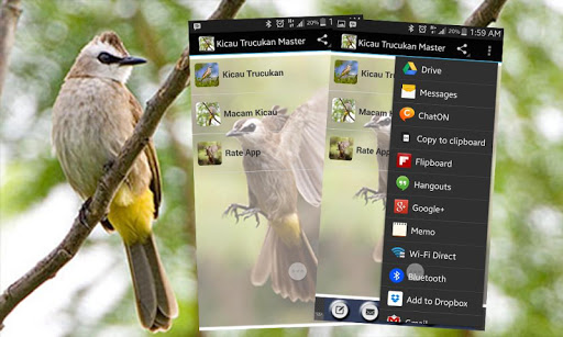 Yellow-vented Bulbul Singing