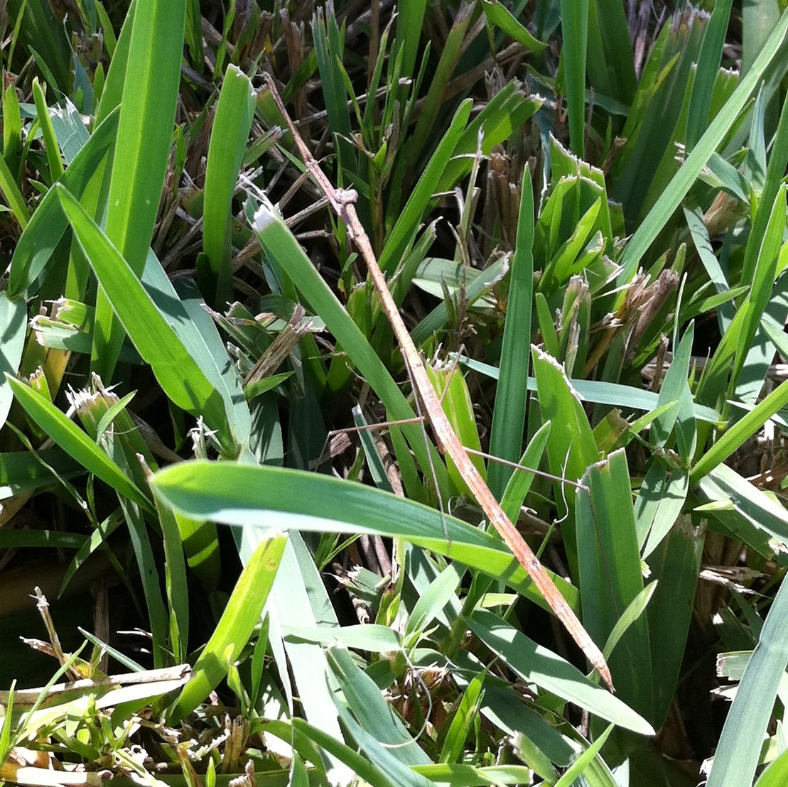Grass-like Mantis
