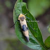 Arctiid Moth