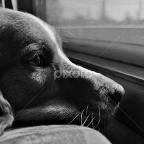 Awaiting by Stephanie Hernandez - Animals - Dogs Portraits
