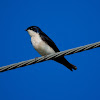 Andorinha-pequena-de-casa(Blue-and-white Swallow)