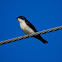 Andorinha-pequena-de-casa(Blue-and-white Swallow)