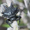 Black jewel spider