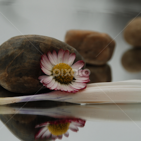 by Sonja Stajic - Flowers Single Flower