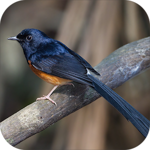 White-rumped shama Wallpapers.apk 1.1