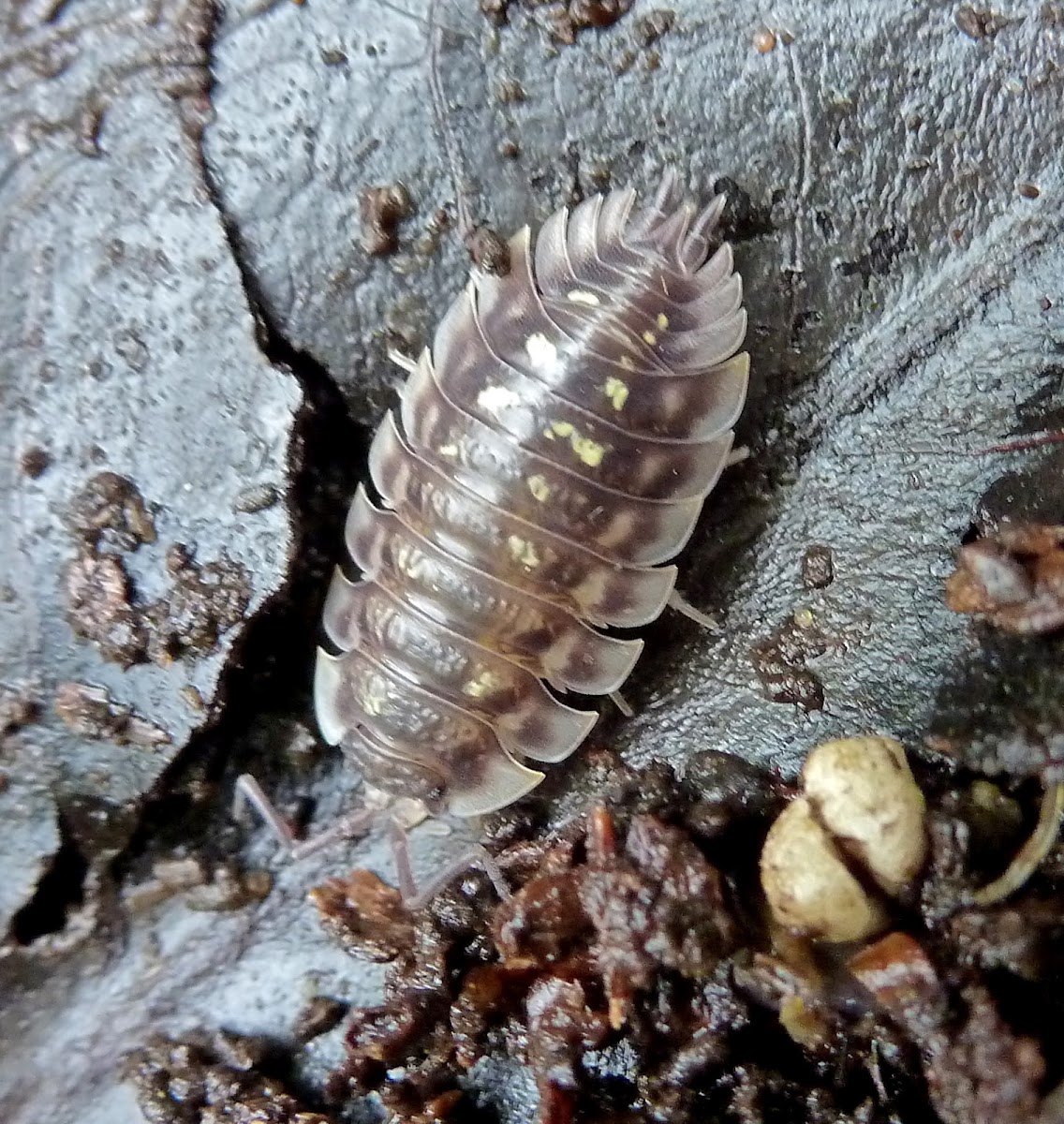 Woodlouse