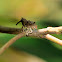 Elephant weevil