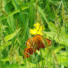 Silver-bordered Fritillary